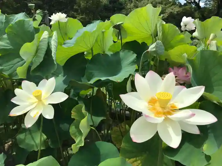 三室戸寺の自然