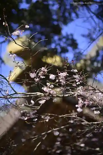 櫻木神社の景色