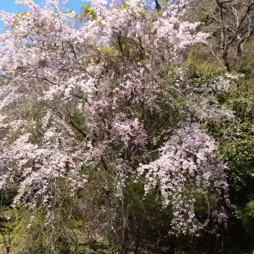 日蓮宗 総本山 塔頭 定林坊(じょうりんぼう)の自然