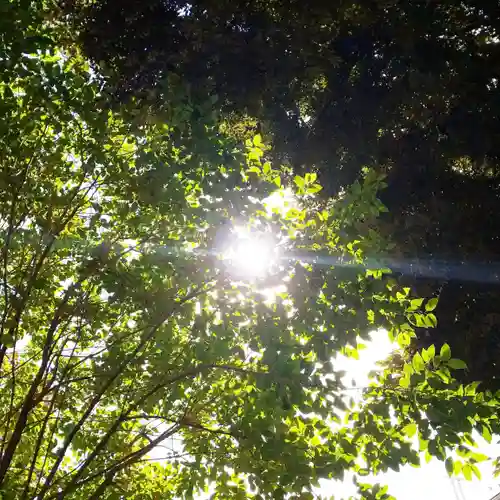 渋谷氷川神社の自然