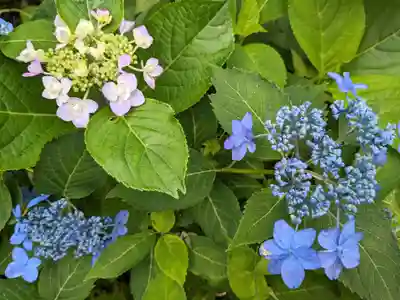 白旗神社(西御門)(神奈川県)