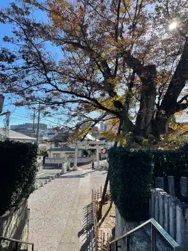 白山神社の鳥居