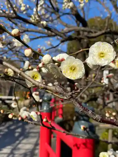 亀戸天神社の自然