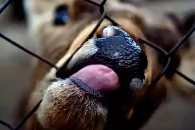 三嶋大社(静岡県)