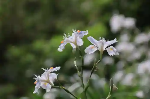 八幡神社の自然