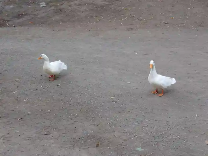 平塚八幡宮の動物