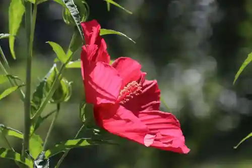 阿久津「田村神社」（郡山市阿久津町）旧社名：伊豆箱根三嶋三社の自然
