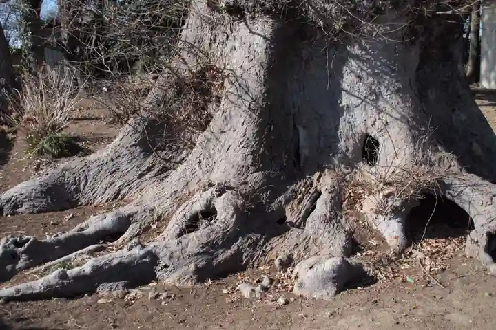 愛宕神社の自然