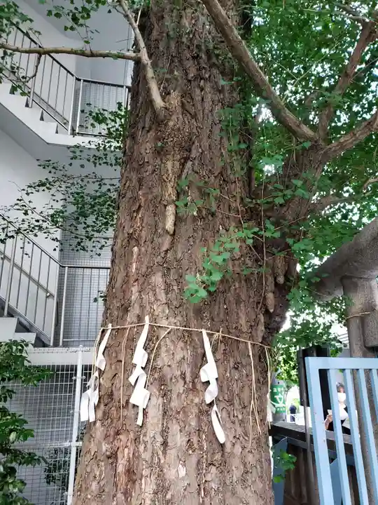 箒銀杏天満宮の自然