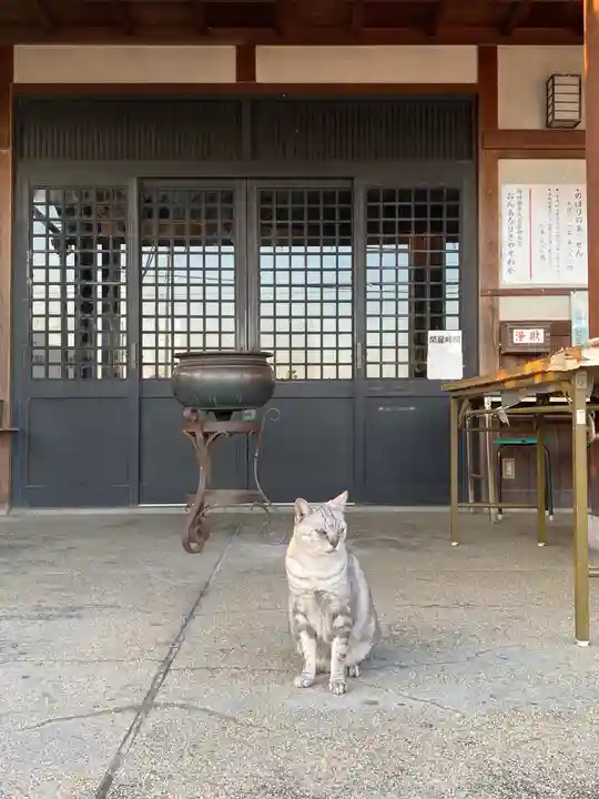 横樋観音の動物