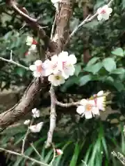 玉川神社の自然