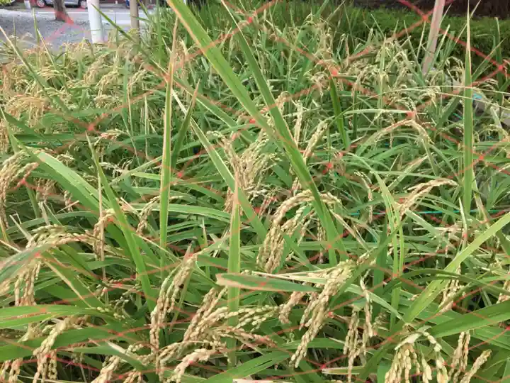 鎮守氷川神社の自然
