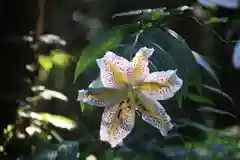 鹿島大神宮の自然