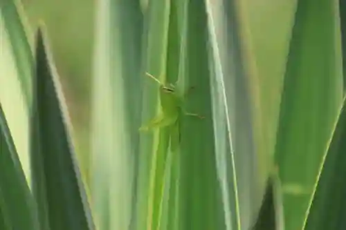大六天麻王神社の自然