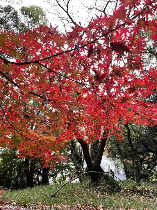 恵蘇八幡宮の自然