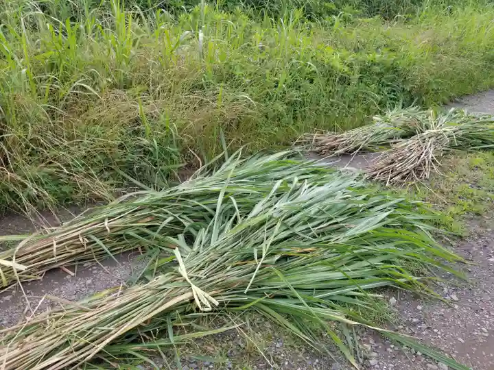 伏木香取神社の自然