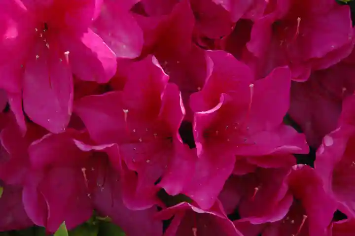 玉敷神社(埼玉県)