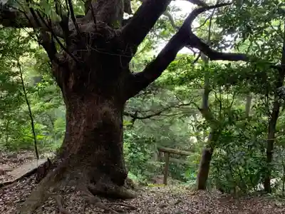 愛宕神社の自然
