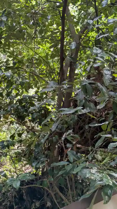 愛宕神社(阿多古神社)(京都府)
