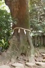 川越氷川神社の自然