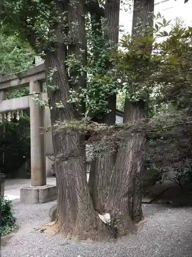 日本橋日枝神社の自然