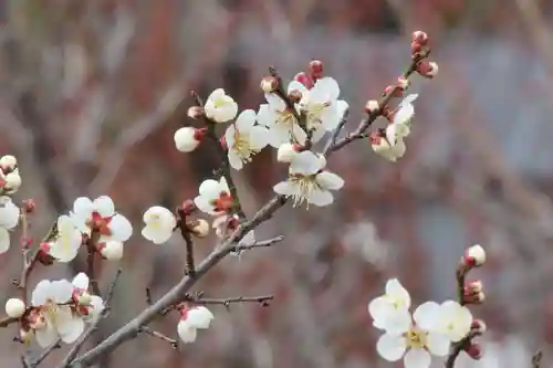 国宝 大法寺の自然