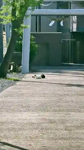 阿邪訶根神社の動物