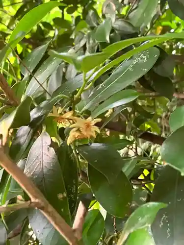 大山祇神社の自然