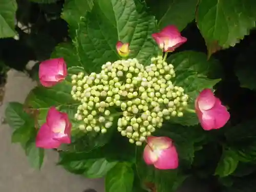 御霊神社の自然