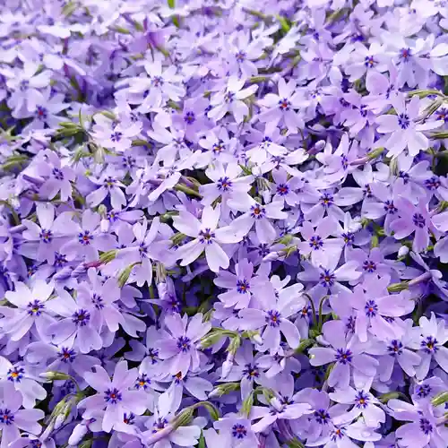 寿量山　速成寺の自然