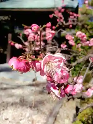 布多天神社(東京都)
