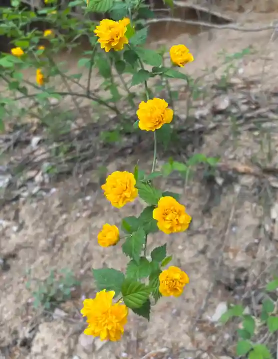 蚊里田八幡宮(長野県)