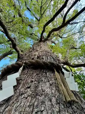新熊野神社(京都府)