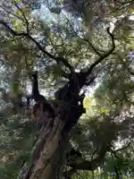 皇産霊神社の自然