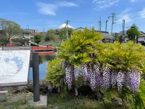 富士山本宮浅間大社(静岡県)
