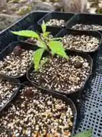 手力雄神社の自然