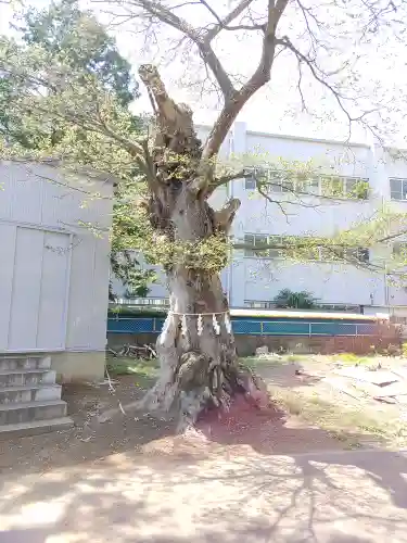 備後須賀稲荷神社(埼玉県)