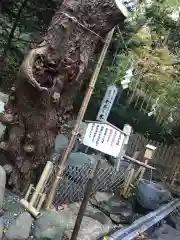 千歳神社の手水