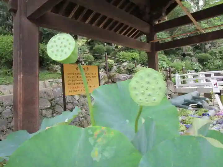 岡寺(龍蓋寺)(奈良県)