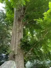 深見神社の自然