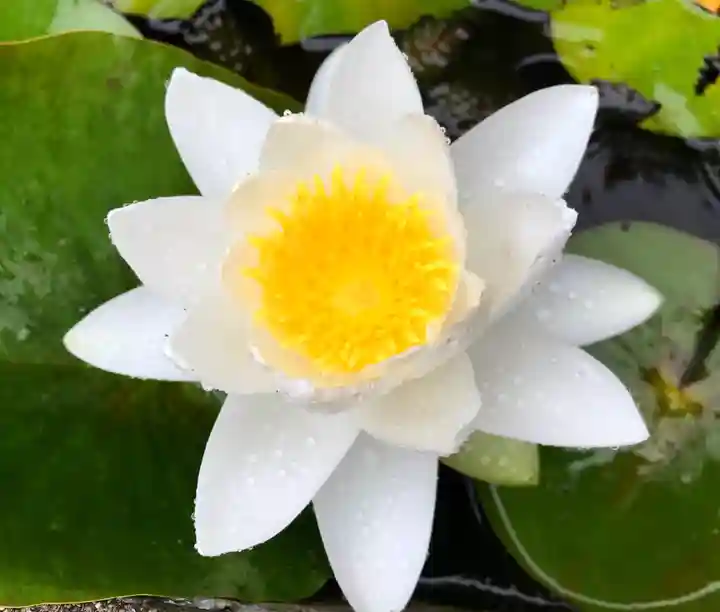 真言宗 善通寺派 薬王寺の自然