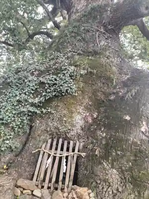 糸碕神社(広島県)
