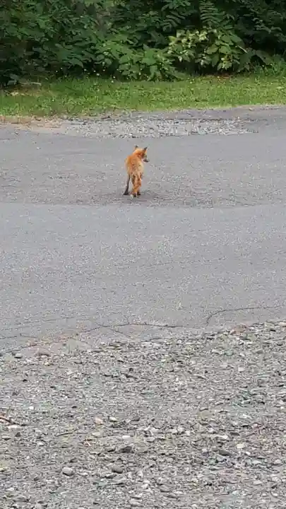 上川神社の動物