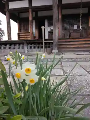 般若寺 ❁﻿コスモス寺❁(奈良県)