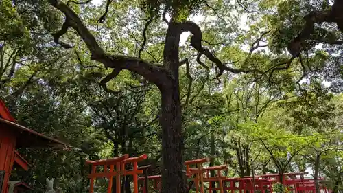 光金稲荷神社の自然