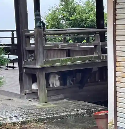 琴彈八幡宮の動物