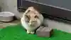 歓喜神社の動物