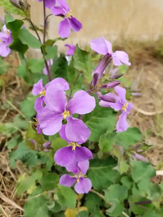 鷺宮八幡神社の自然