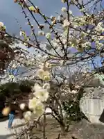 北野天満宮の自然