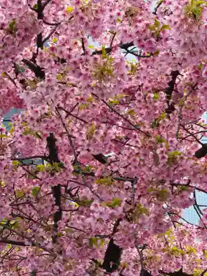 桜神宮(東京都)